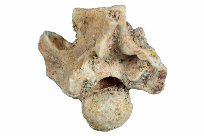 Fossil Sea Snake (Palaeophis) Vertebra - Morocco #277541